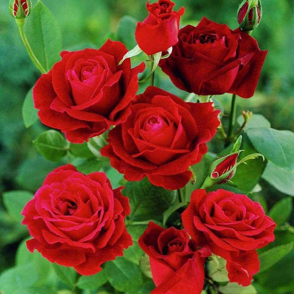 rose tree flower seeds