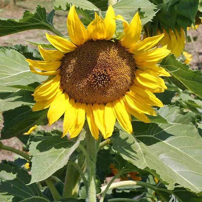 heirloom sunflower flower seeds