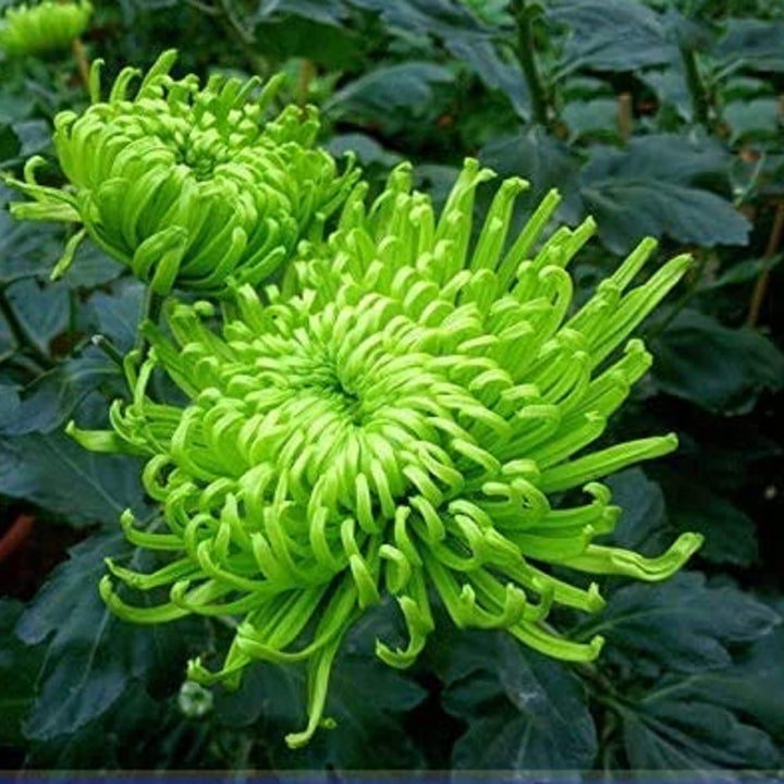 Green Spider Chrysanthemum Flower Seeds for Planting 100 pcs