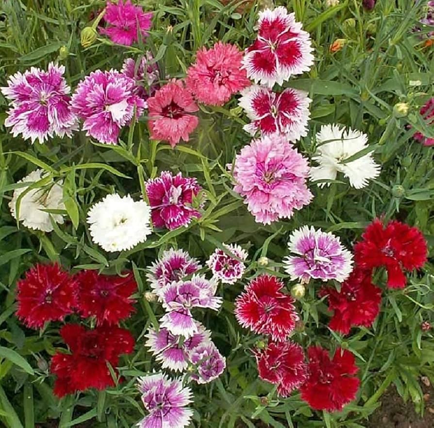 Blandede Dianthus Sonata Blomsterfrø til udplantning - 100 stk