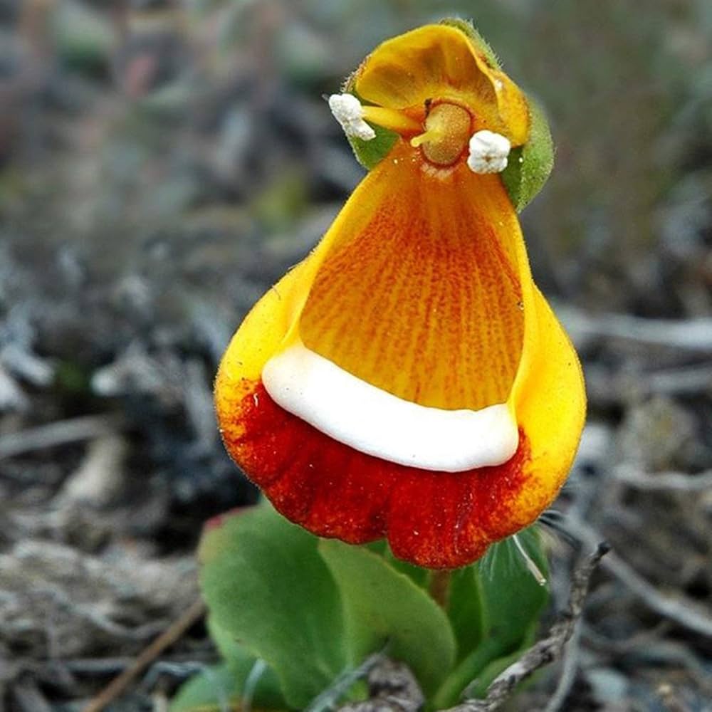 pink calceolaria flower seeds
