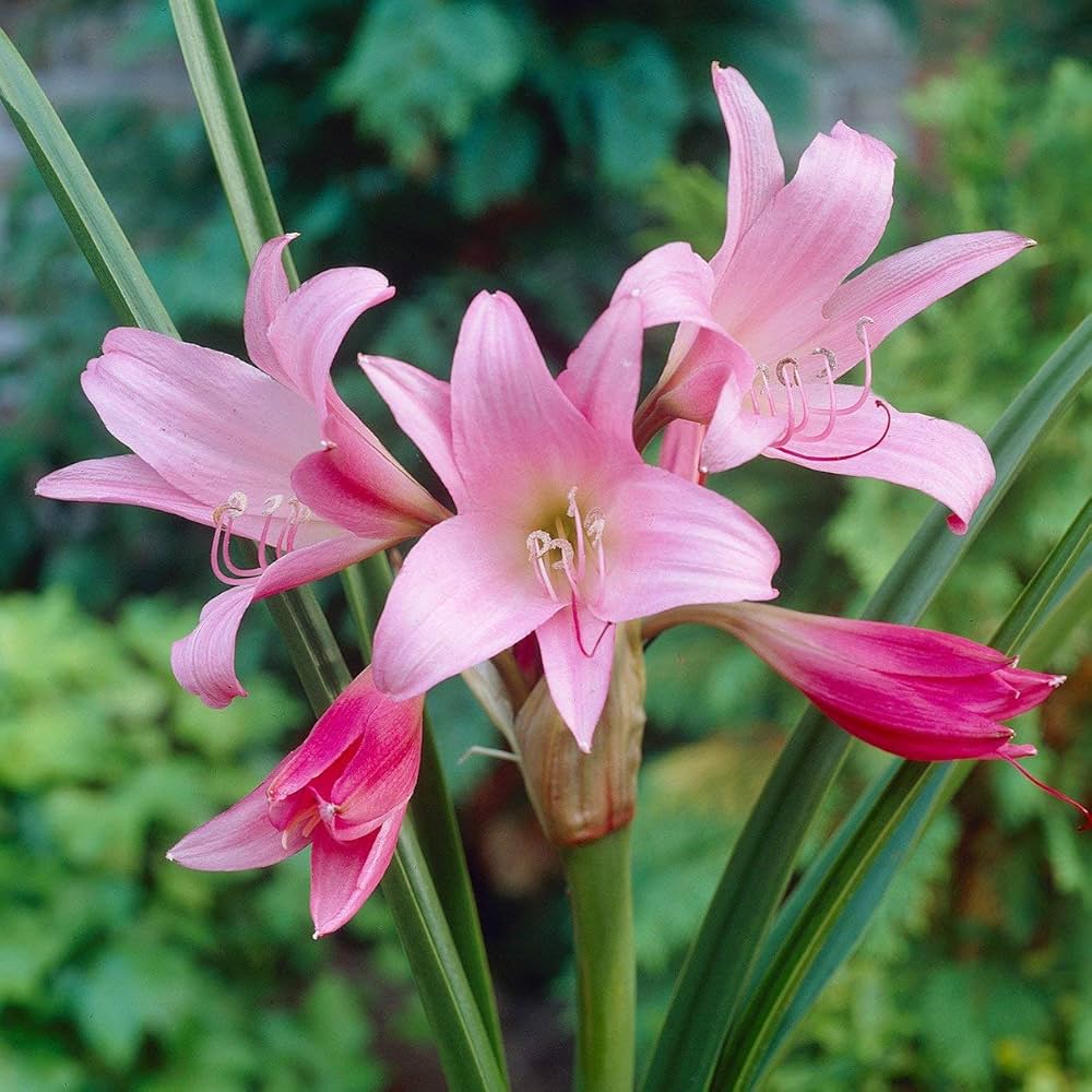 crinum crinum flower seeds