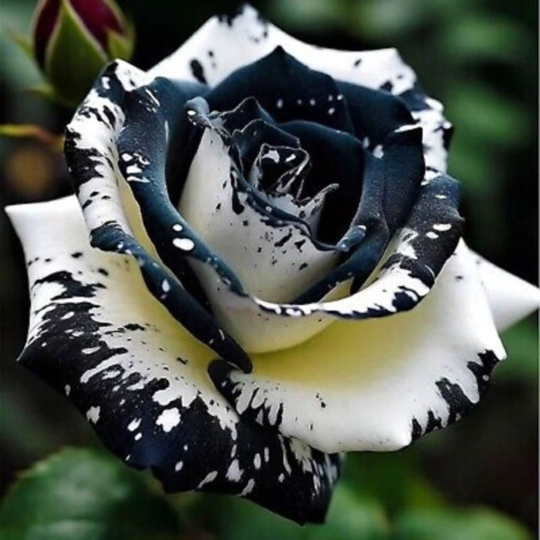 black white flower seeds