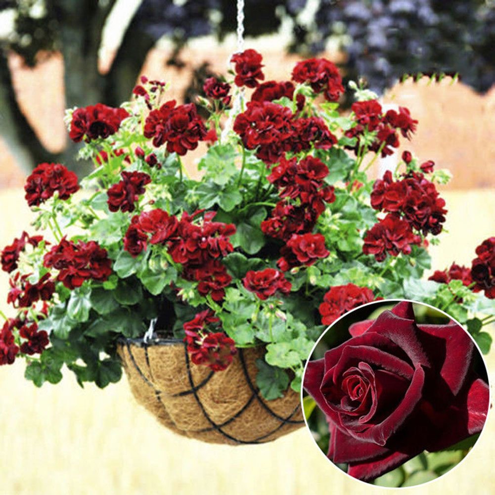 geranium pelargonium flower seeds