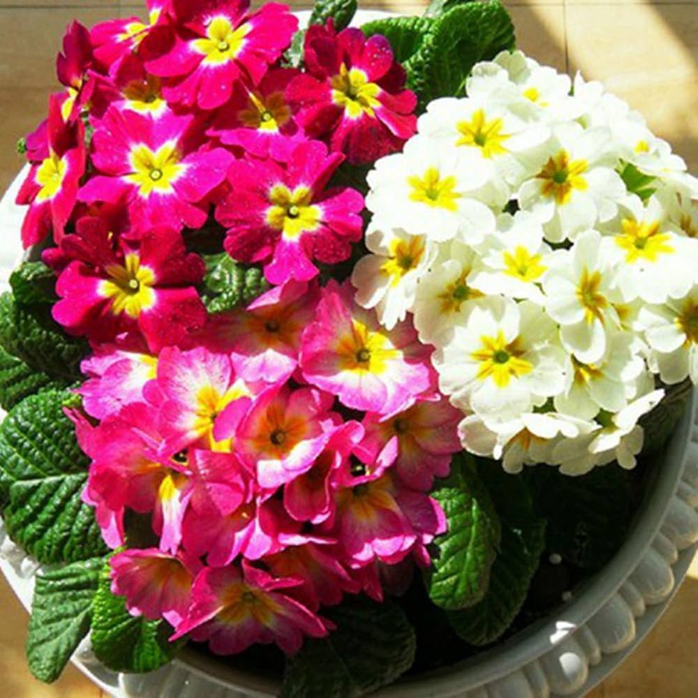 primrose primula flower seeds