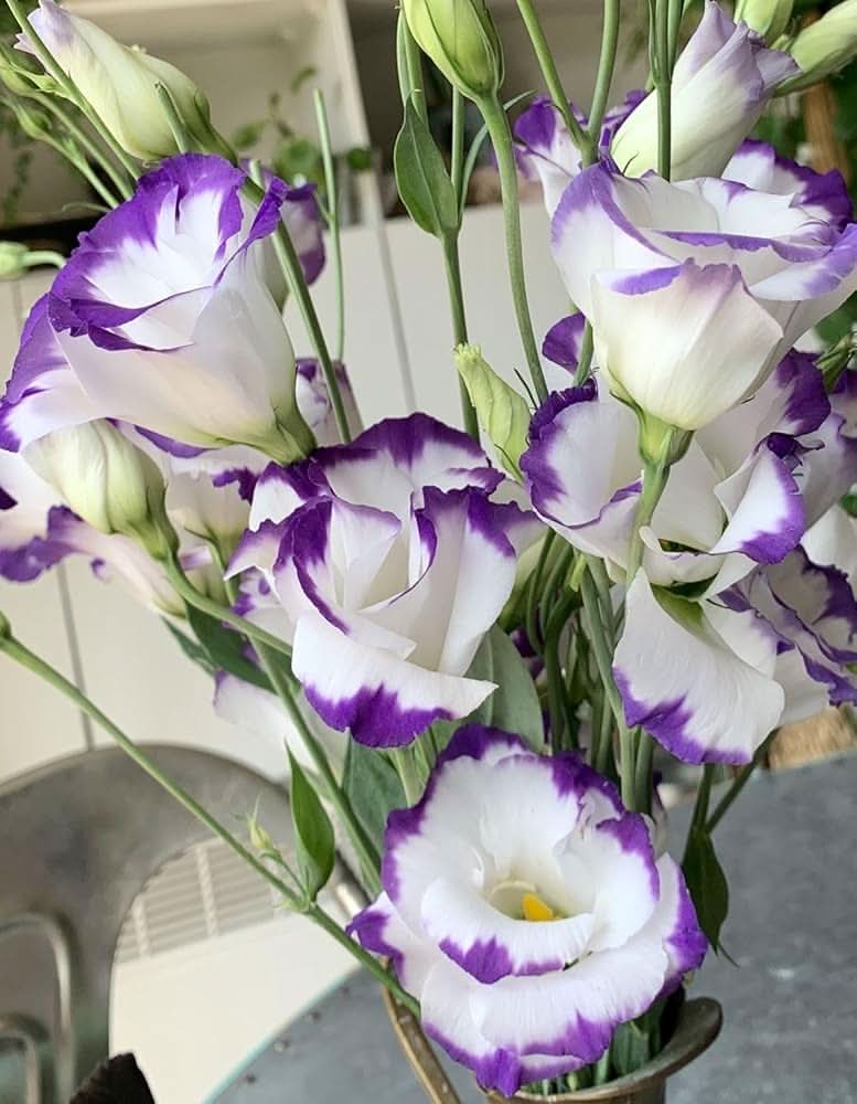 eustoma eustoma flower seeds