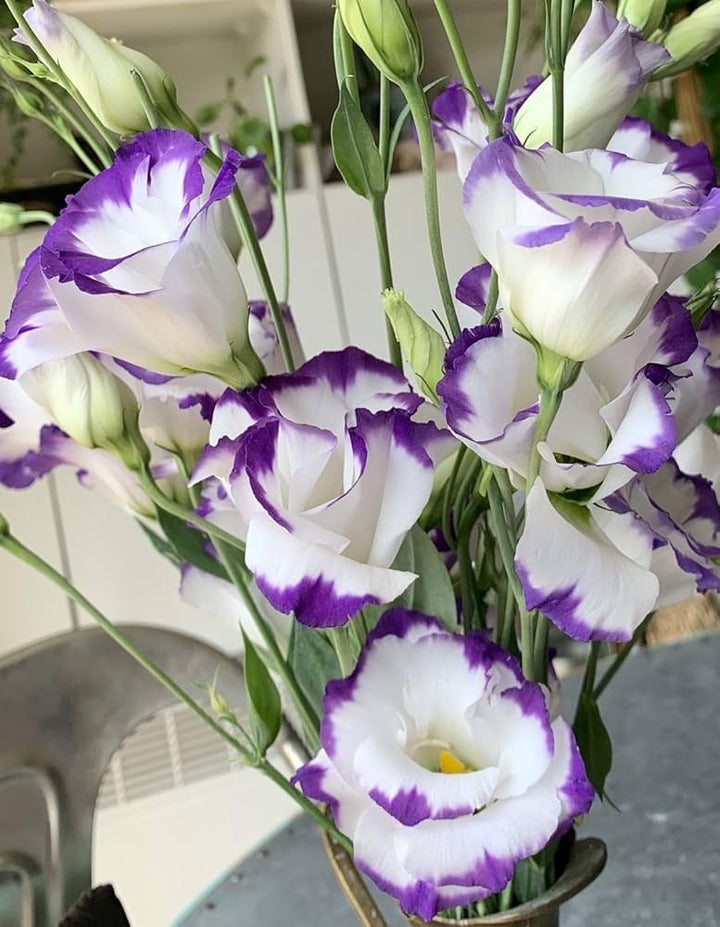 Fresh Eustoma Flower Seeds for Planting, White Purple 100 pcs