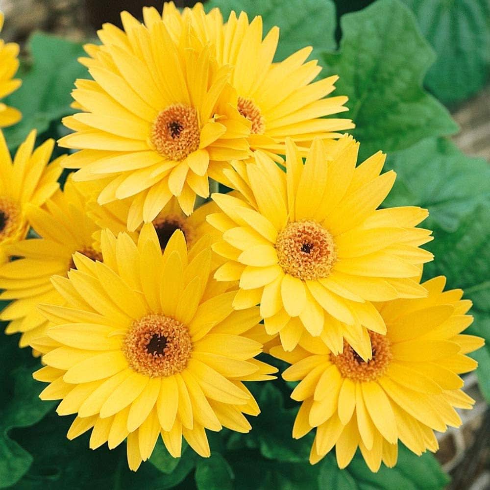 gerbera hybrid flower seeds