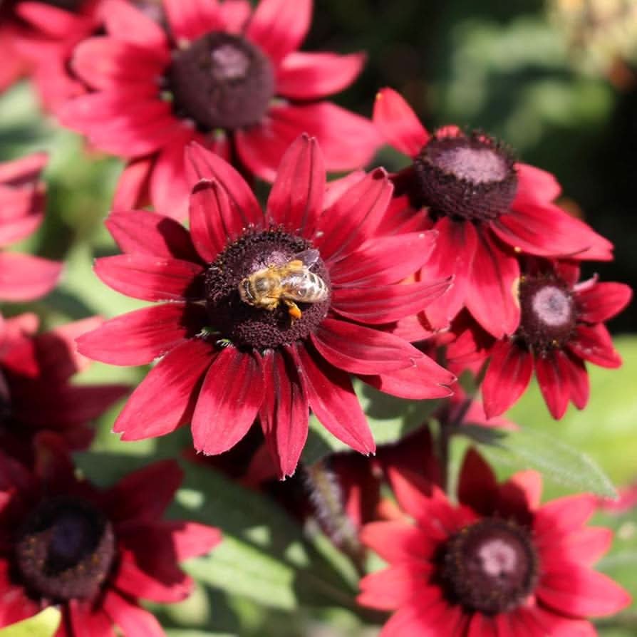 burgundy rudbeckia flower seeds