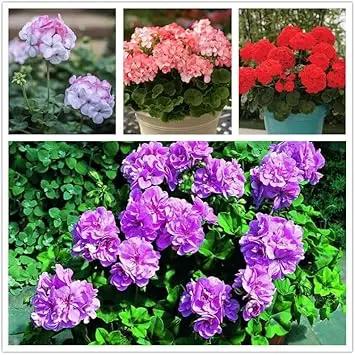 geranium apple flower seeds