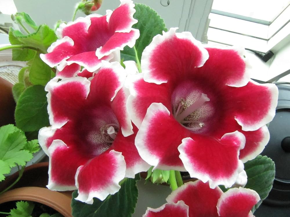 Brasilianske Gloxinia Blomsterfrø til Plantning Rød Hvid 100 stk