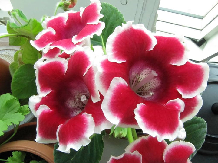 Brazilian Gloxinia Flower Seeds for Planting Red White 100 pcs