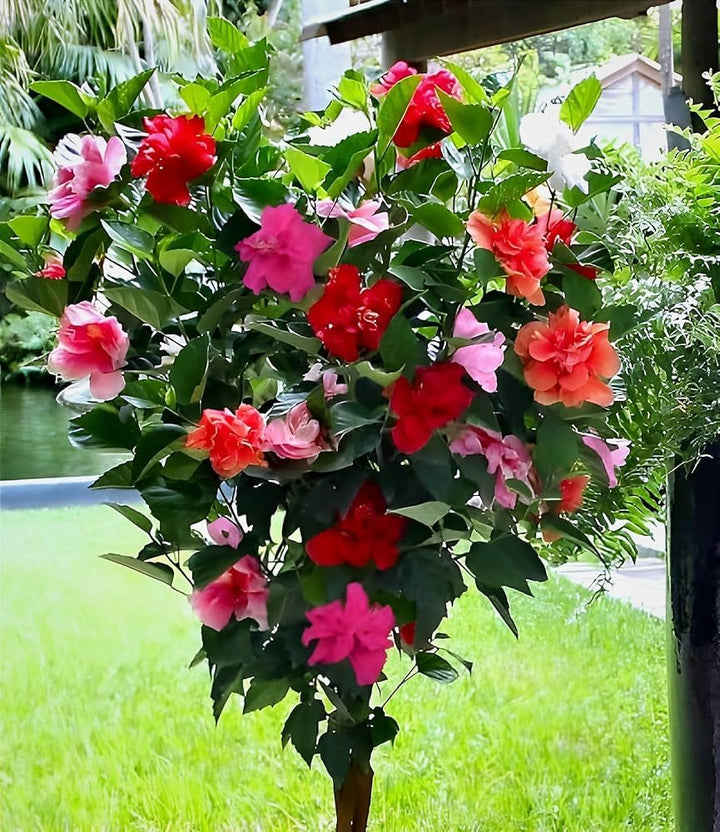 Blandede Rose Mallow Blomsterfrø til Plantning 100 stk