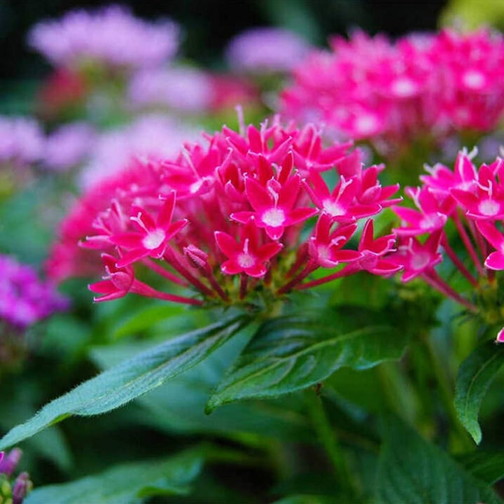 Lanceolata blomsterfrø til udplantning - Pink 100 stk