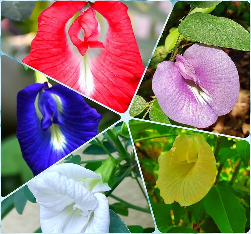 mexican butterfly flower seeds