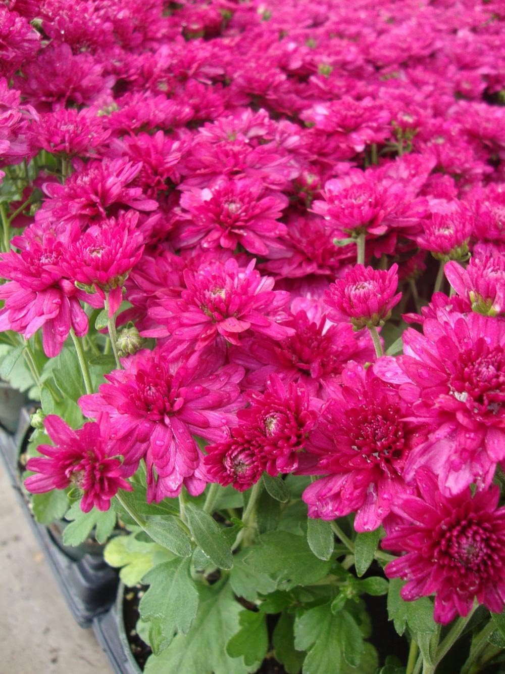 pink deep flower seeds