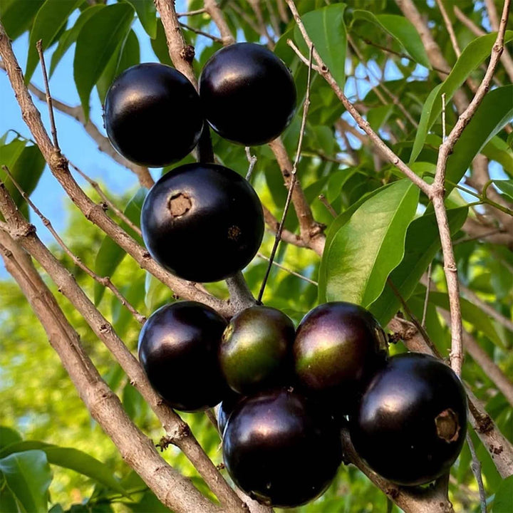 Black Brazilian Grape Fruit Seeds for Unique Grape Varieties- Heirloom & non GMO seeds