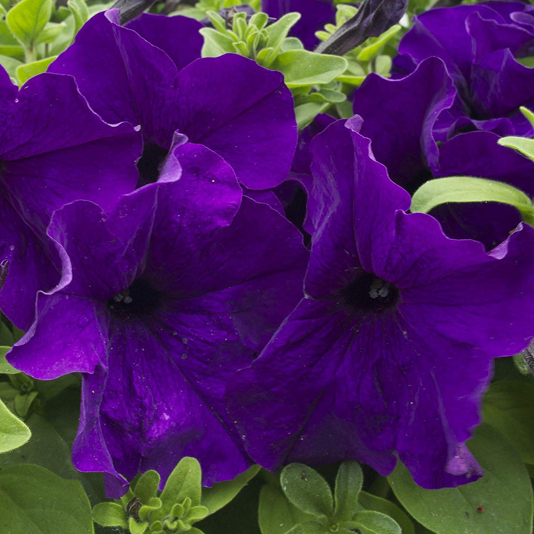 Oblique Petunia Flower Seeds for Planting Dark Violet 100 pcs