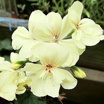 Green Univalve Geranium Flower Seeds for Planting – Heirloom, Non-GMO, High Germination Organic Garden Seeds