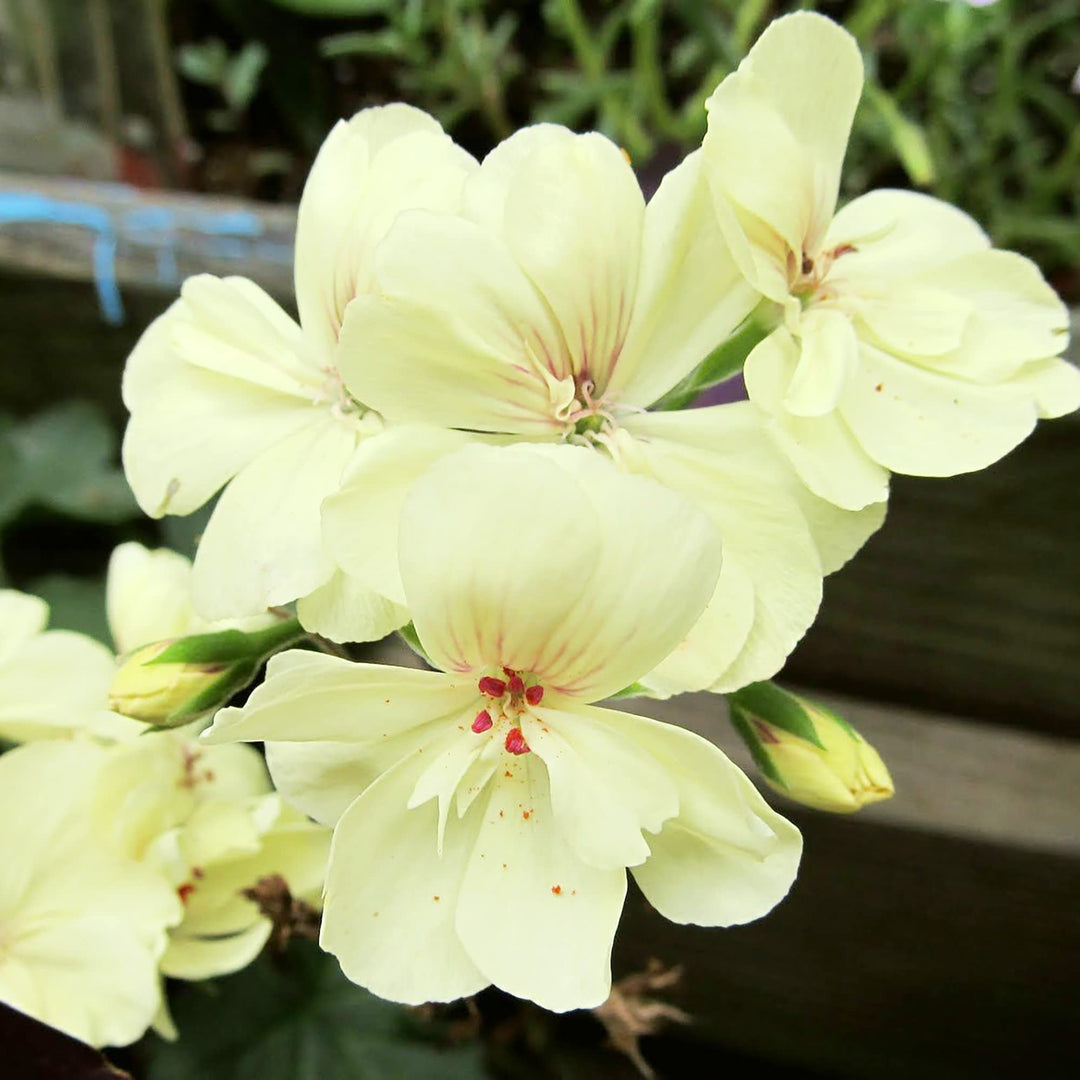 rare perennial flower seeds Yellow Rare Border Geranium Perennial Flower For Garden Planting Flower Seeds for – Neeraseeds