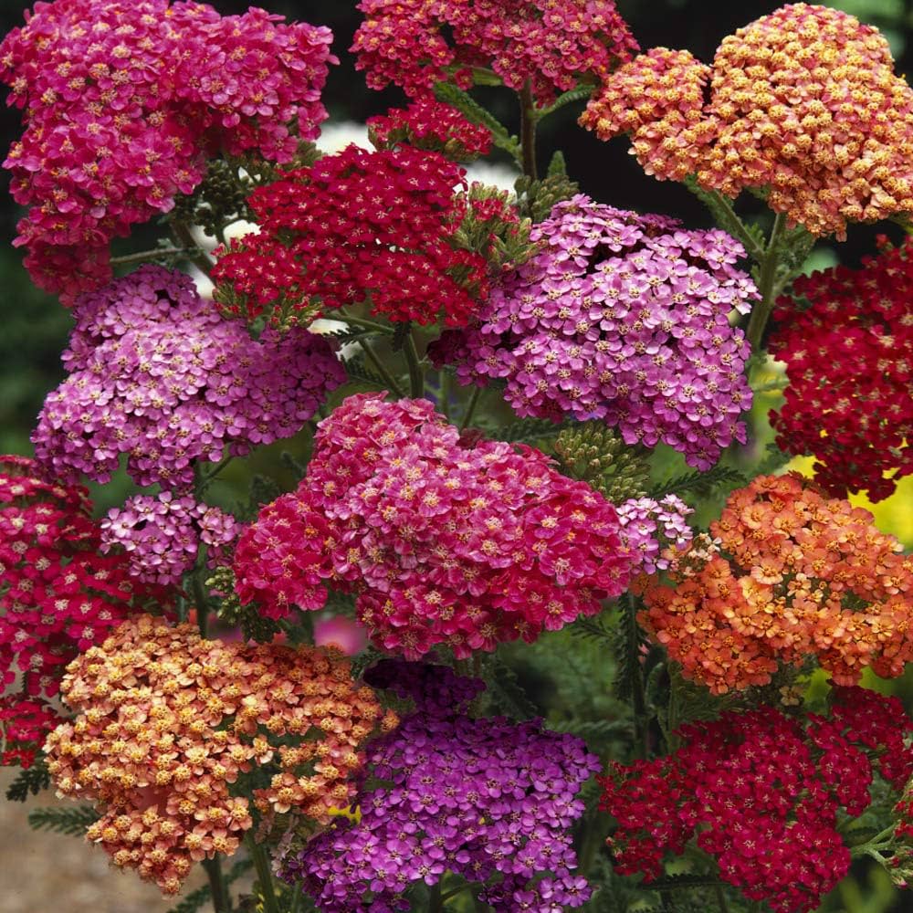 Mixed Yarrow Flower Seeds for Planting - 100 pcs