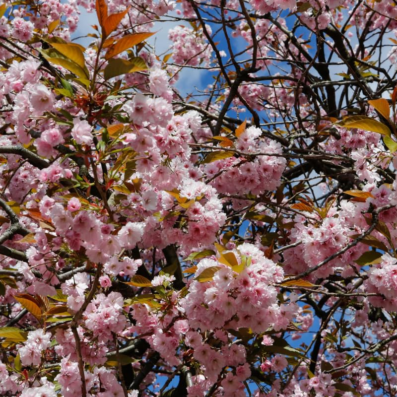 pink cherry flower seeds