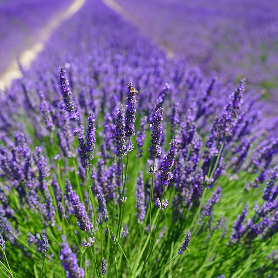 lavender hidcote flower seeds