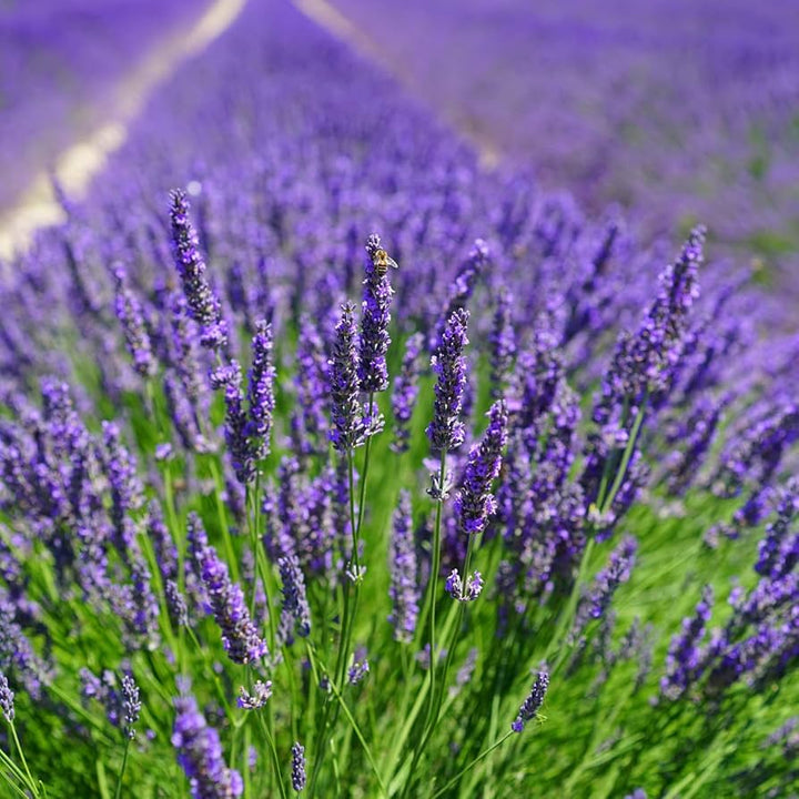 Lavender Hidcote Lavandula Angustifolia For Planting In Herb Garden Flower Seeds for Home Garden