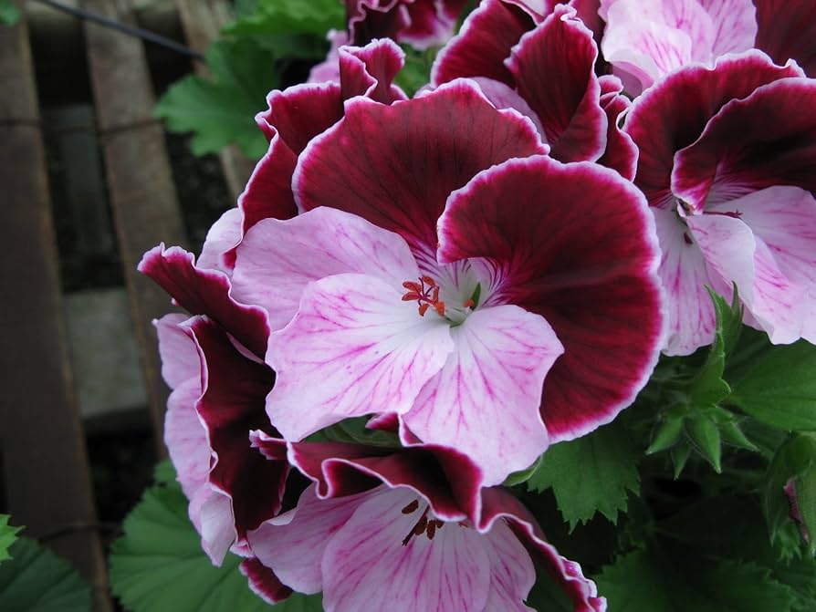 Fresh Geranium Flower Seeds for Planting, Purple 100 pcs