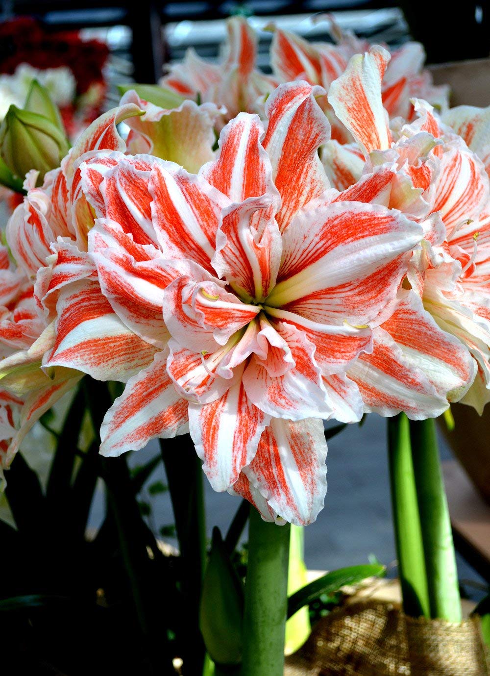 Amaryllis Hvid Orange Blomsterfrø til Plantning 100 stk