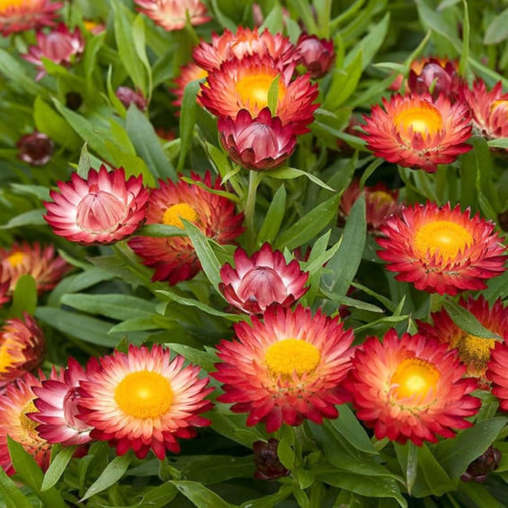 red helichrysum flower seeds