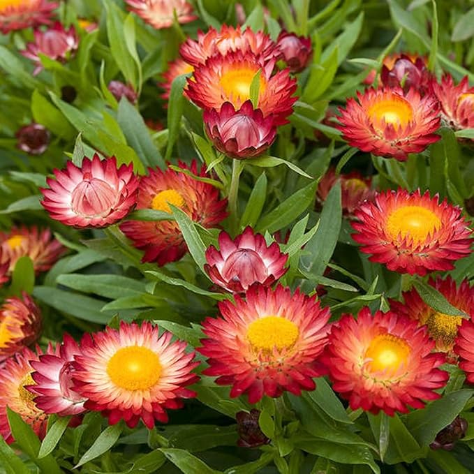 Organic Heirloom Red Helichrysum Italicum Plant Seeds for Planting – Non-GMO Garden Herbs