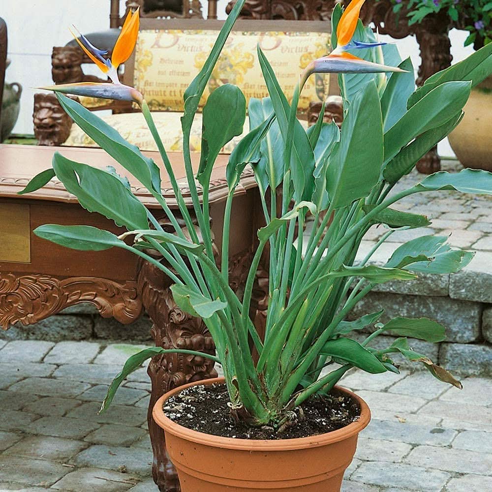 orange strelitzia flower seeds