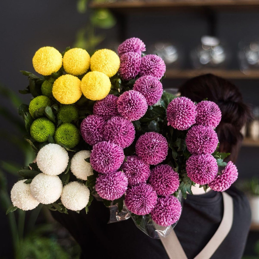 colorful chrysanthemum flower seeds