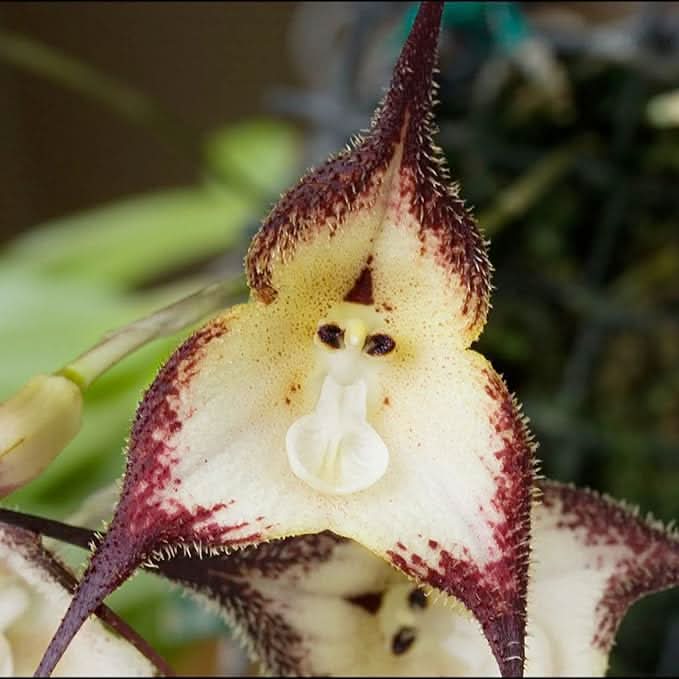 monkey face flower seeds