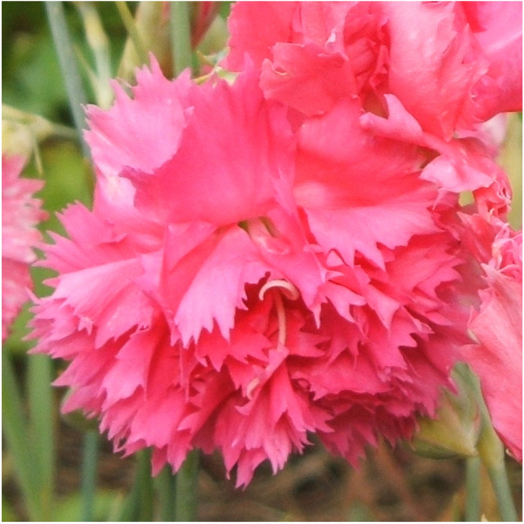 Dianthus Caryophyllus Flower Seeds for Planting Ruby Pink 100 pcs