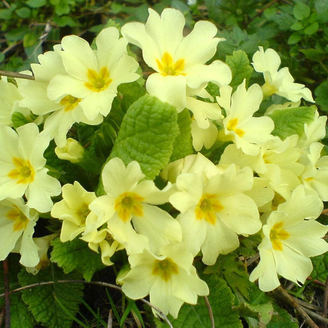 yellow heirloom flower seeds