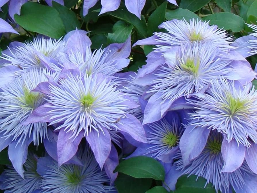 Heirloom Non-GMO Light Blue Clematis Flower Seeds for Planting – Vibrant Climbing Vine Seeds