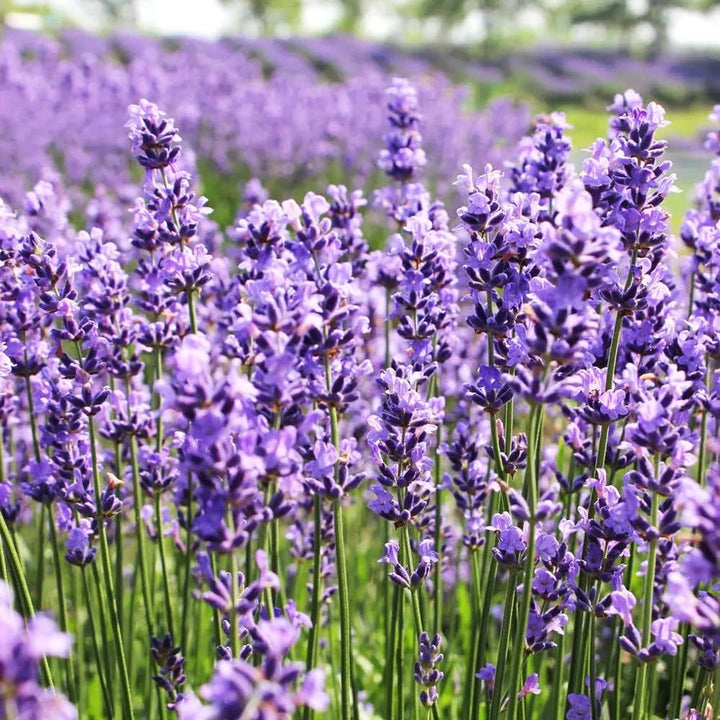 Heirloom Non-GMO Lavender Flower Seeds for Planting – Fragrant Blooming Garden Seeds