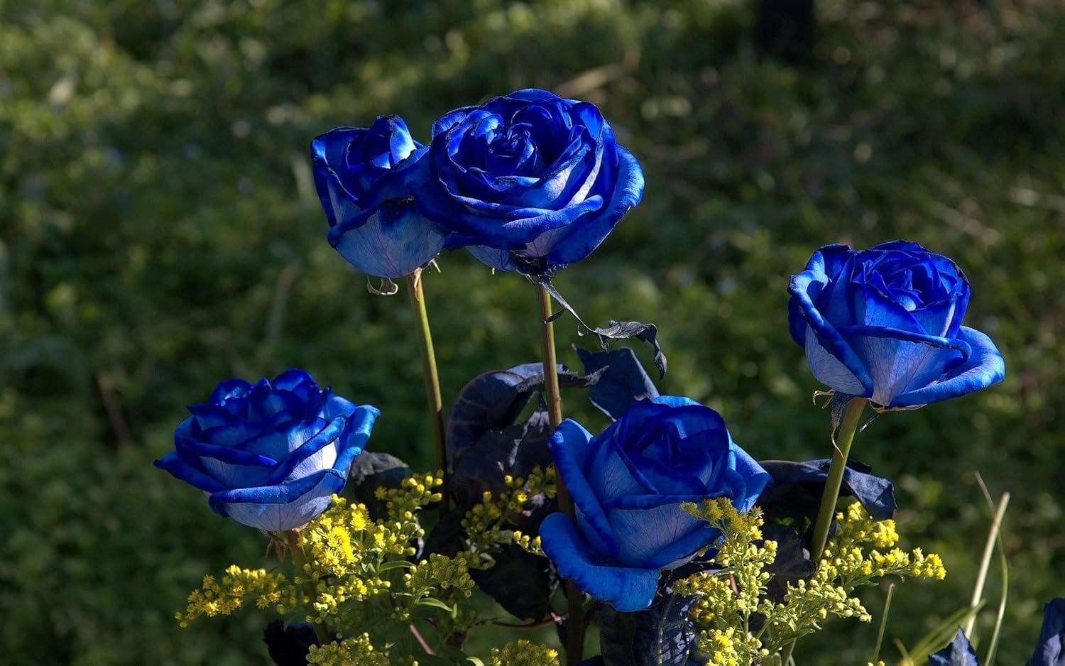 Blue Rose Heirloom Non-GMO Seeds for Planting – Neeraseeds