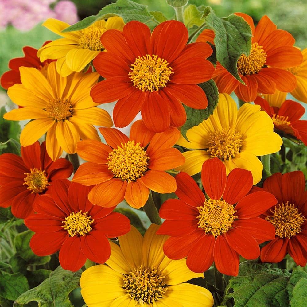 Orange Tithonia Flower Seeds for Planting - 100 pcs