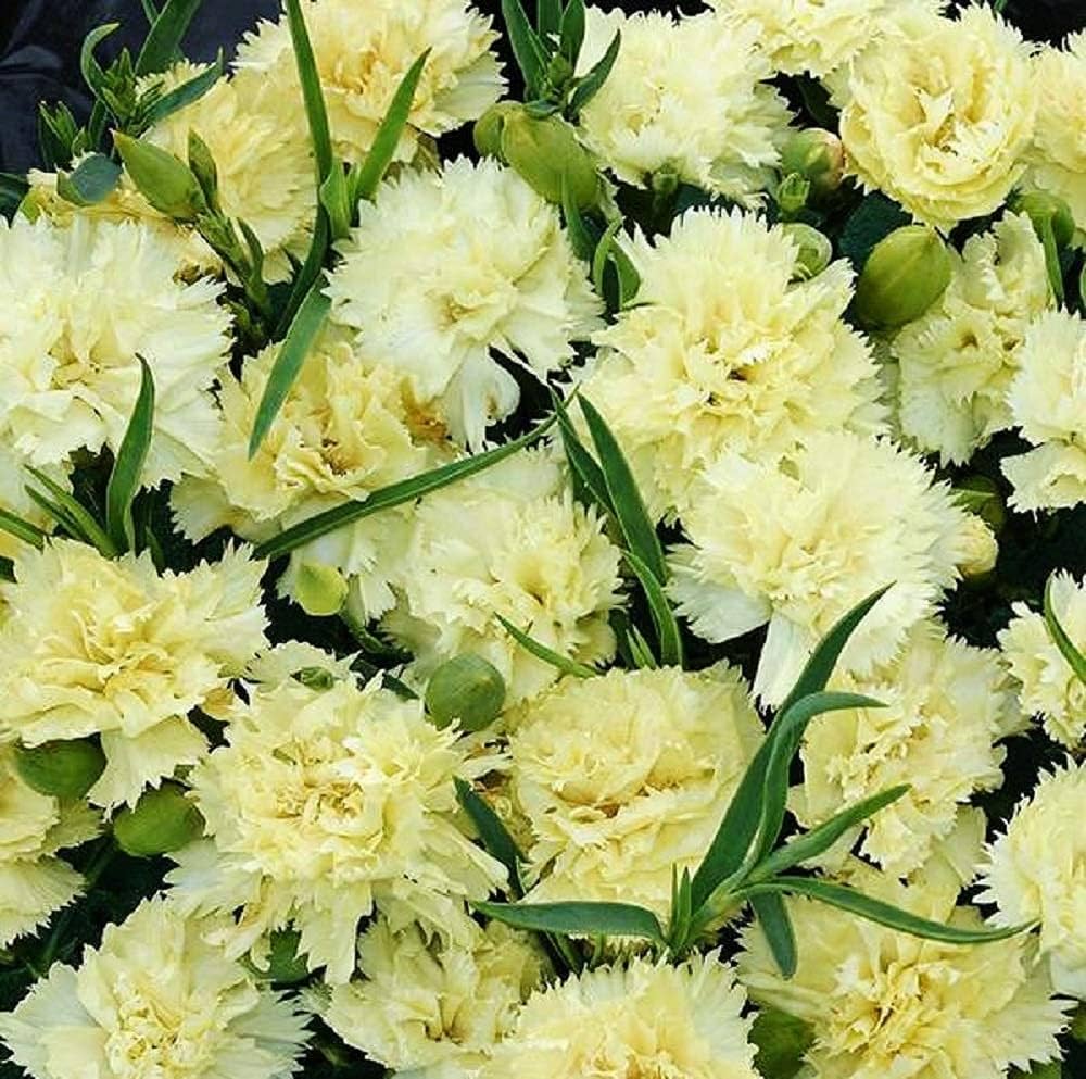yellow carnation flower seeds