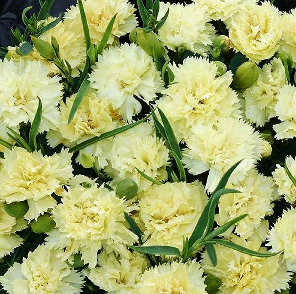 Carnation Dianthus Flower Seeds for Planting Cream 100 pcs