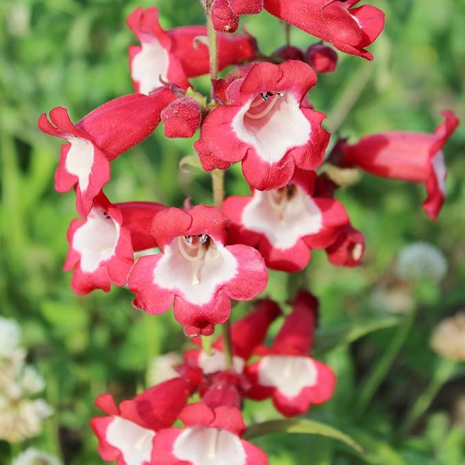 Organic Heirloom Red Penstemon Hartwegii Flower Seeds for Planting – Non-GMO Hummingbird Garden Blooms