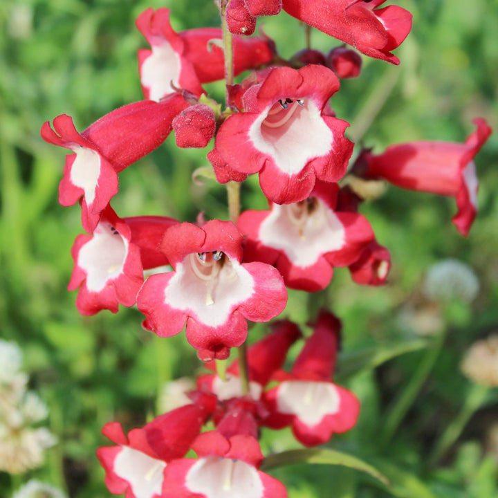 Red Penstemon Flower Seeds for Planting - 100 pcs