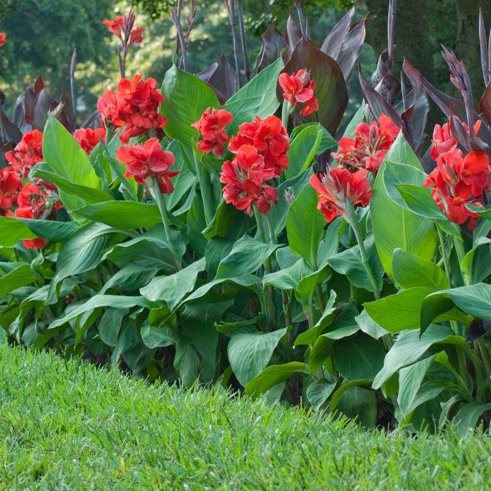 canna seeds planting Canna Seeds for Planting – Organic Heirloom Non-GMO Tropical Flower Se – Neeraseeds