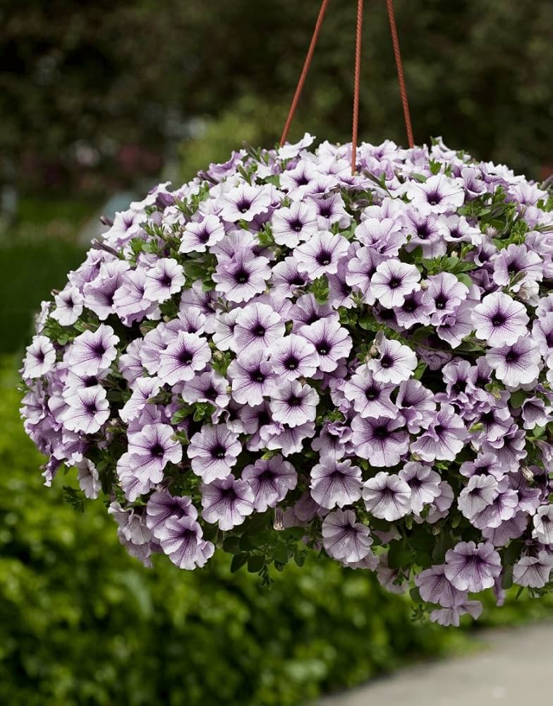 blue hanging flower seeds