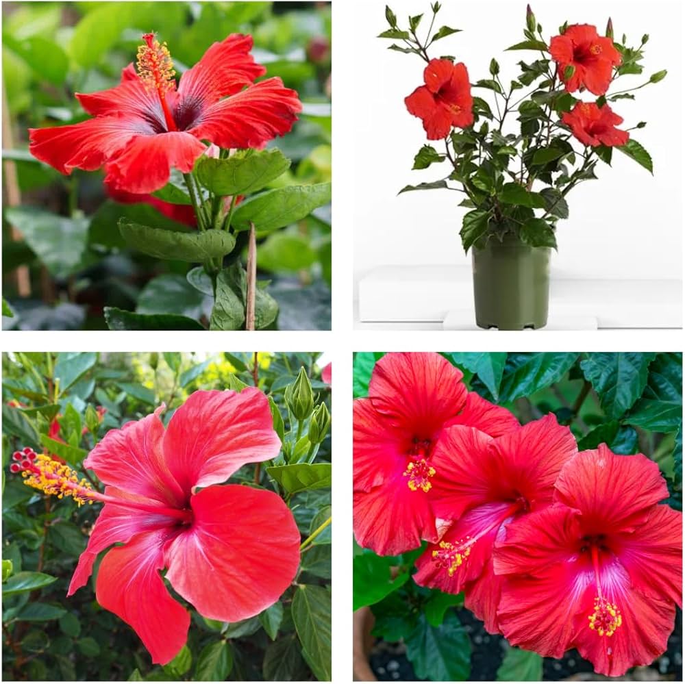 hibiscus hibiscus flower seeds