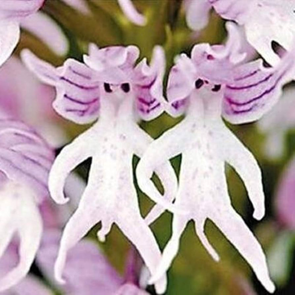 white man flower seeds