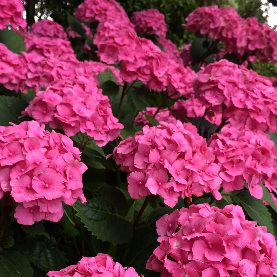 pink heirloom flower seeds